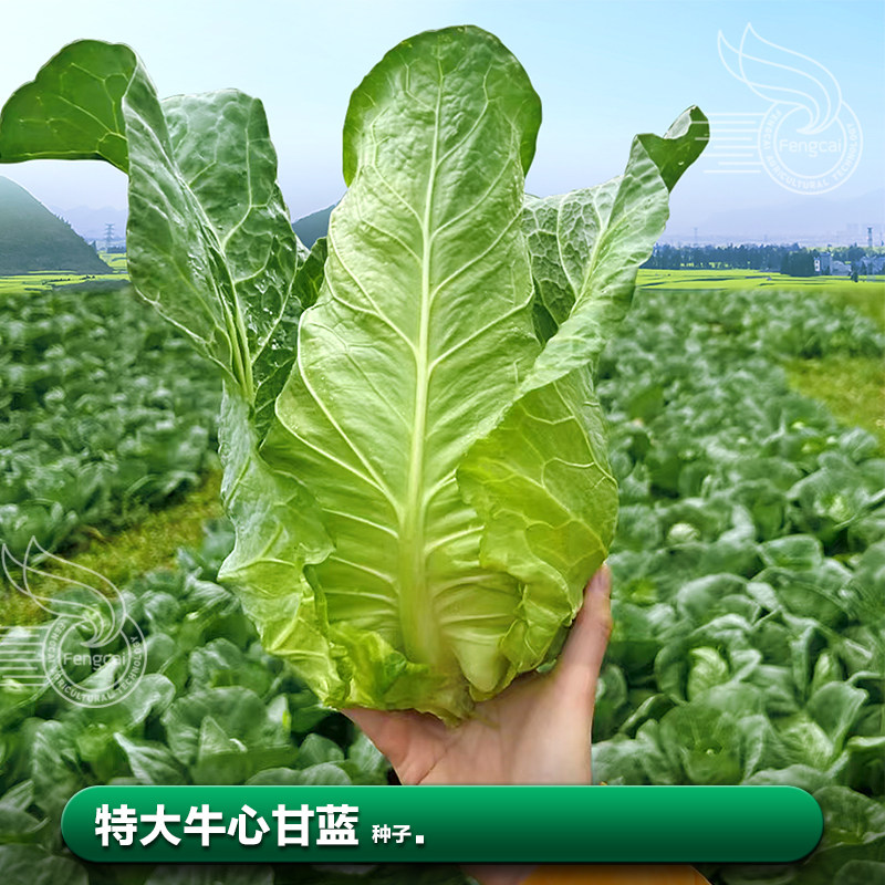 杂交一代牛心甘蓝蜡粉少颜色深绿图片