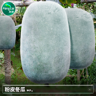 粉皮冬瓜种子不搭架大冬瓜种籽苗春季四季阳台种植蔬菜籽种孑大全