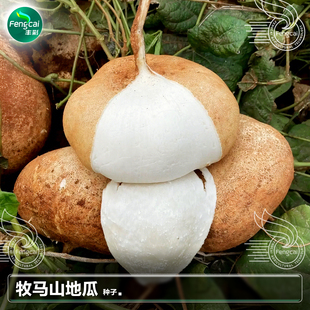 牧马山地瓜种子水果地瓜凉茹凉薯种籽春季夏季南方四季蔬菜籽种孑