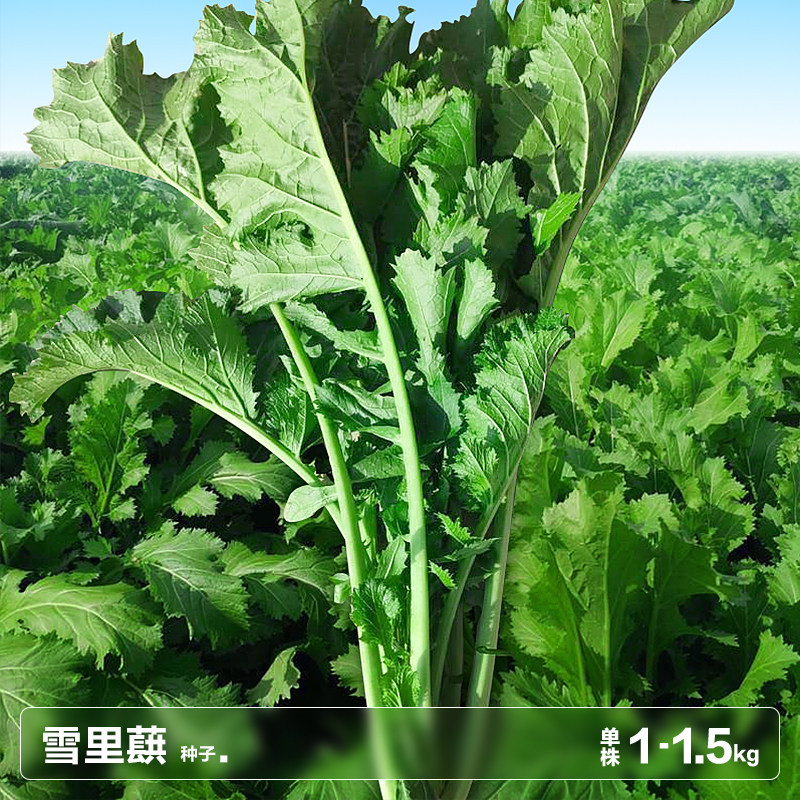 雪里蕻农家菜雪里红芥菜种子 子莱籽雪菜春季四季蔬菜种籽孑大全