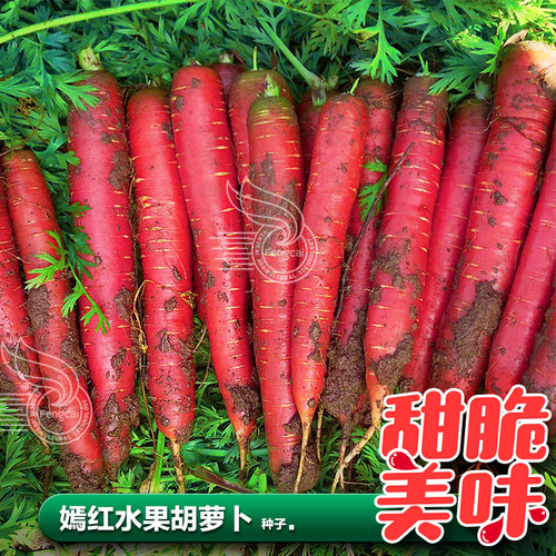水果胡萝卜种子香浓味甜口感级好