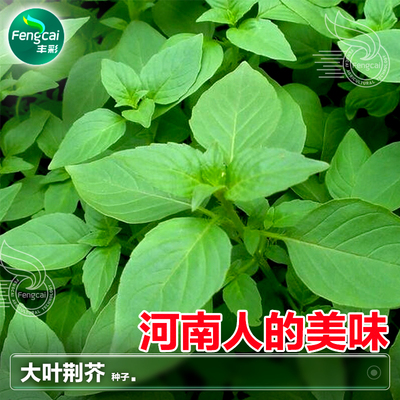 大叶荆芥菜种子生长快春夏秋播种