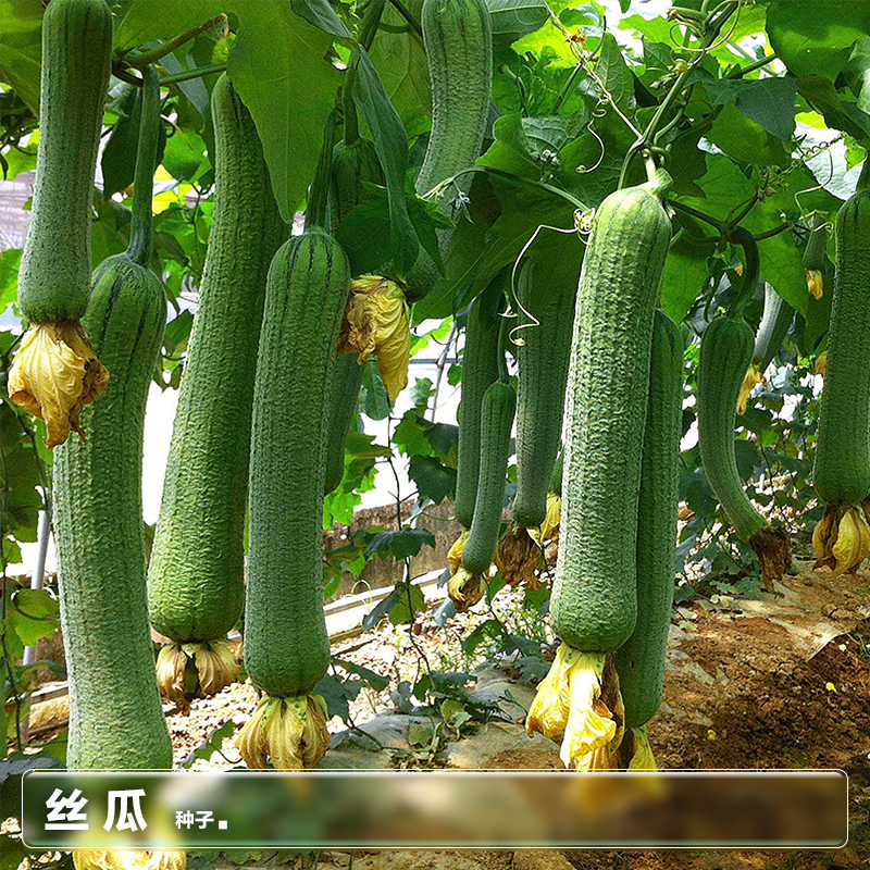 丝瓜种子大棚阳台易种植早熟高产