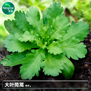 大叶茼蒿种子种籽青菜蓬蒿菜春季秋季种植阳台四季蔬菜籽种孑大全