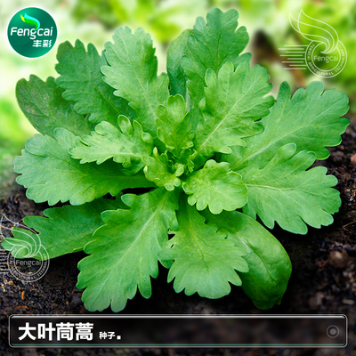 大叶茼蒿种子春秋季阳台清香味美