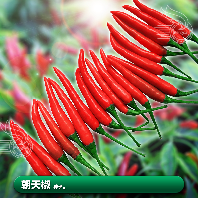 新品种朝天椒超辣小米春季盆景
