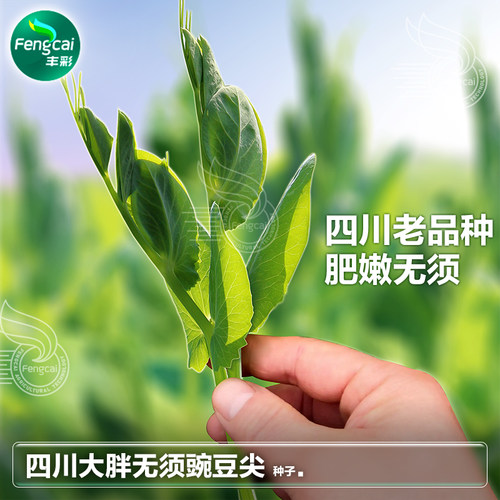 四川豌豆尖种子肥嫩无须秋冬蔬菜