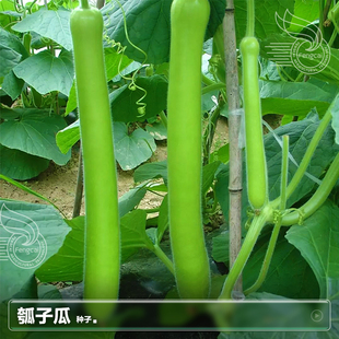瓠子籽瓠子种籽苗春季夏季南方阳台盆栽种植四季蔬菜籽种子孑大全