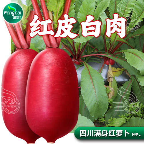 四川泡菜萝卜种籽红皮水萝卜种子