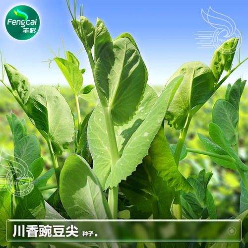 四川正宗豌豆尖种子香味浓口感好