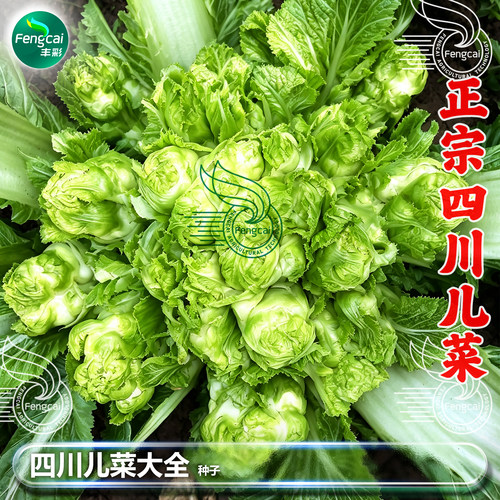 四川地方良种儿菜抱子娃儿菜种子