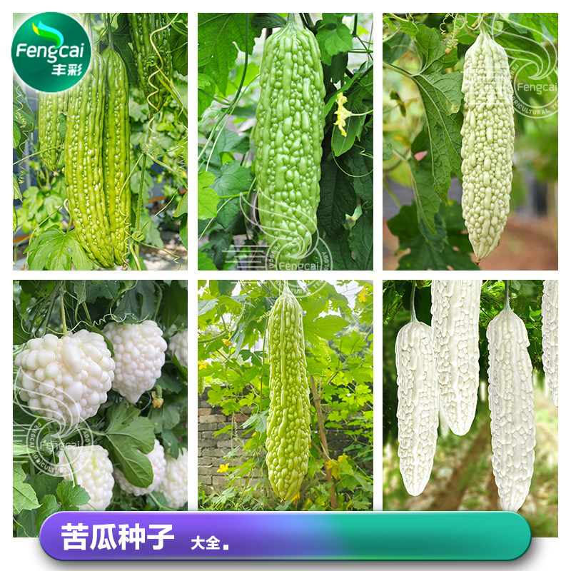 青苦瓜种籽苹果白苦瓜种子春季四季阳台盆栽种植蔬菜籽种孑苗大全,鲜花速递/花卉仿真/绿植园艺,家庭园艺种子,淘宝优惠券,粉丝福利购,淘宝优惠卷