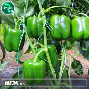 绿色大甜椒种子彩椒种籽青辣椒籽灯笼椒柿子椒盆栽蔬菜籽种孑大全
