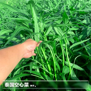 快生四季 阳台种植水培蔬菜疏菜种籽子大全孑子 空心菜种子莱籽春季