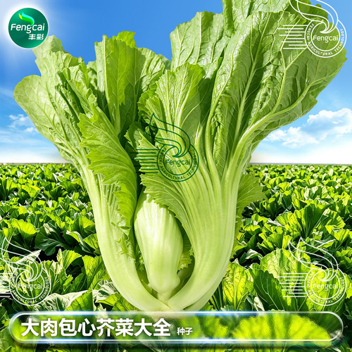 大肉包心芥菜种子四季播种品质好