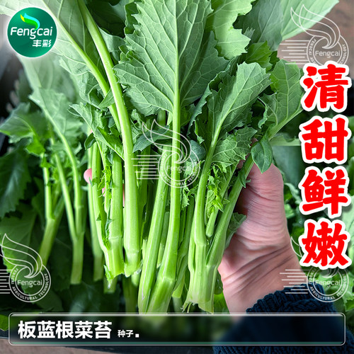 板蓝根青菜苔种子油菜苔种籽秋季