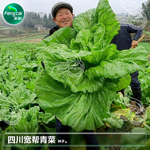 四川宽帮青菜种子泡菜芥菜种籽