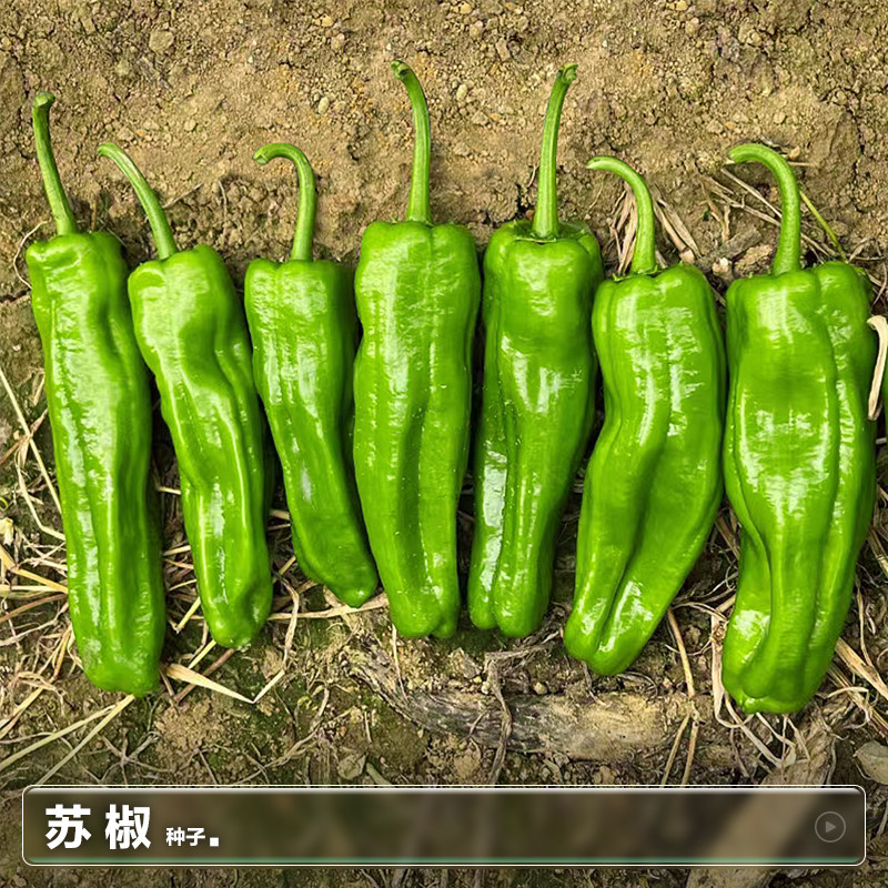 苏椒种子 种 子籽本地辣椒螺丝椒秋季盆栽种植蔬菜种籽孑种苗大全,鲜花速递/花卉仿真/绿植园艺,种苗/半成品盆栽,淘宝优惠券,粉丝福利购,淘宝优惠卷