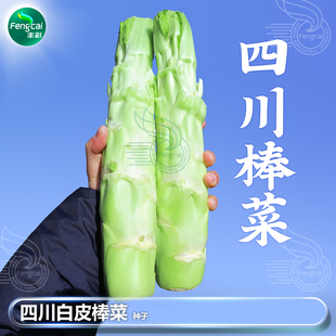 四川棒棒菜种籽种子薄皮芥菜头青笋子芥莱秋后秋季四季蔬菜籽种孑