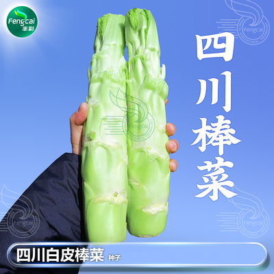 正宗四川白皮棒棒菜种子皮薄肉嫩