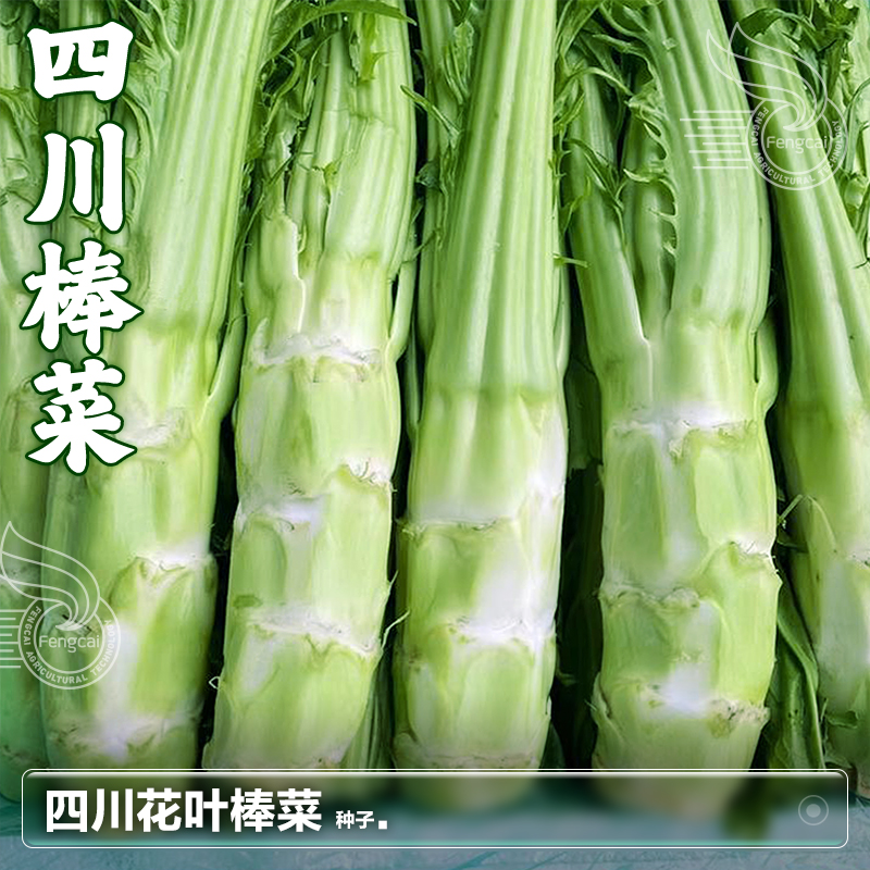 四川棒菜种子秋季蔬菜籽皮薄肉嫩