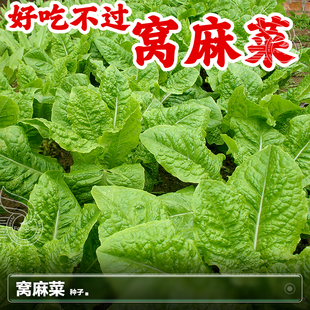 莴麻菜种子生菜孔雀菜莴笋秋季四季阳台盆栽种植蔬菜籽种籽孑大全
