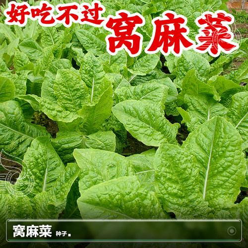 莴麻菜种子生菜孔雀菜莴笋秋季四季阳台盆栽种植蔬菜籽种籽孑大全