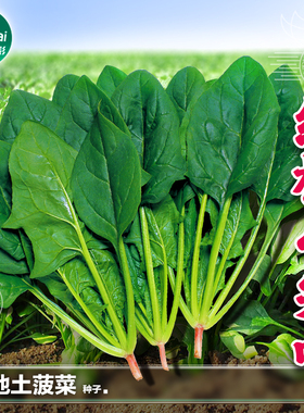 土菠菜种子红根菠莱籽波菜种冬季四季阳台秋后种植盆栽蔬菜种籽孑