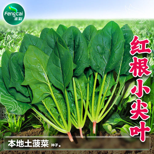 土菠菜种子红根菠莱籽波菜种冬季四季阳台秋后种植盆栽蔬菜种籽孑
