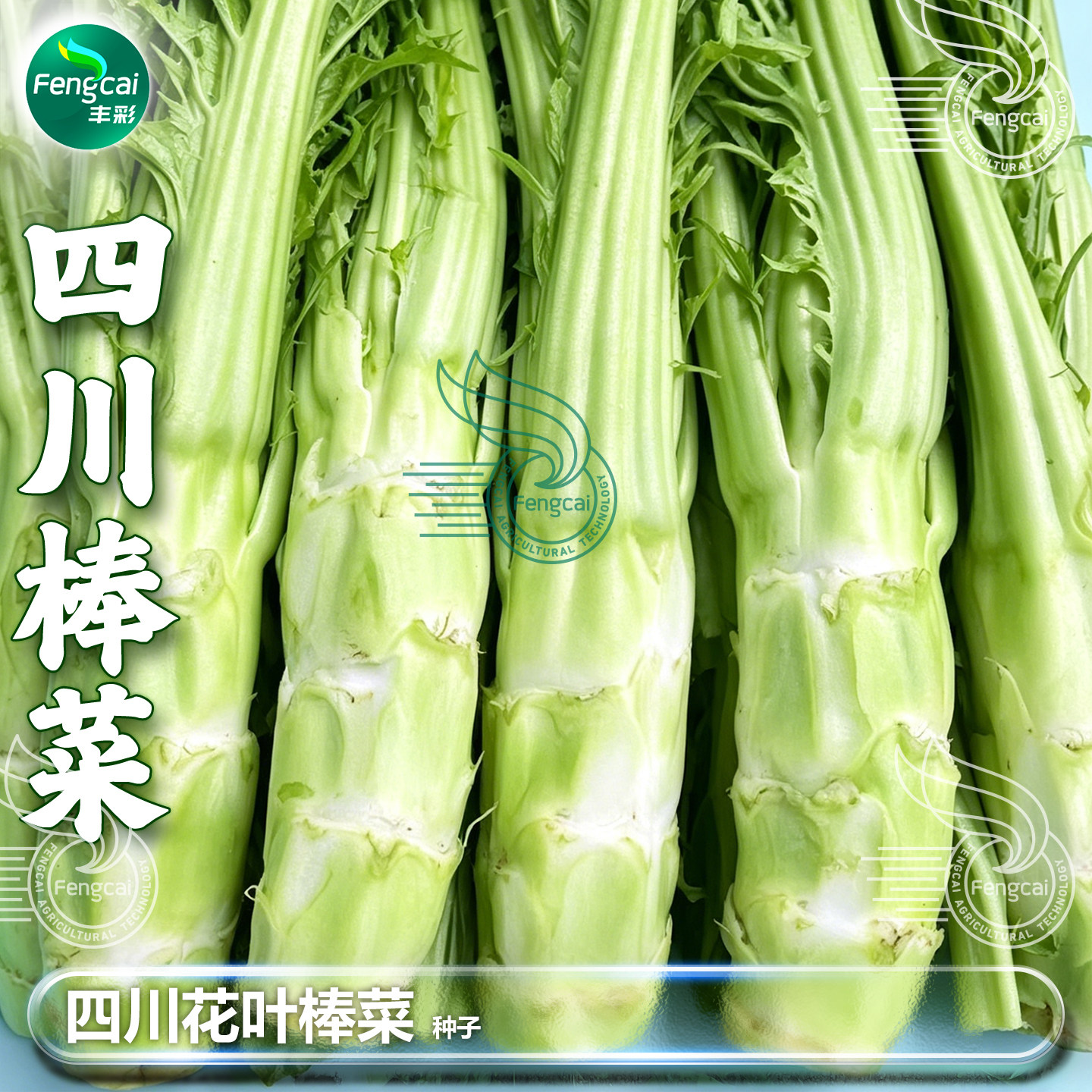 四川棒棒菜种籽芥菜头种子青笋子芥南方秋后秋季四季蔬菜种孑大全