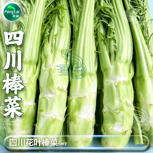 四川棒棒菜种籽芥菜头种子青笋子芥南方秋后秋季四季蔬菜种孑大全