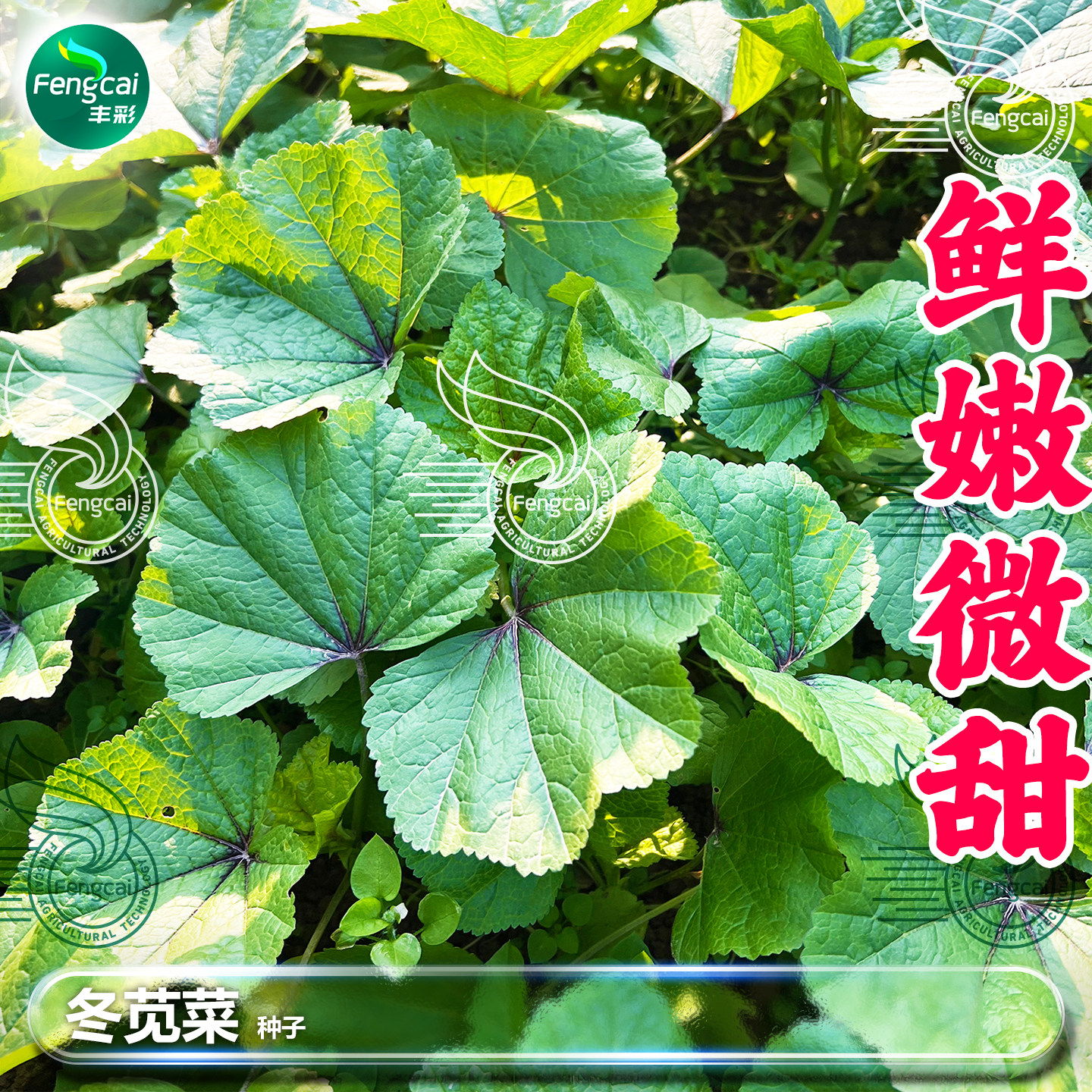 四川冬寒菜种子鲜嫩微甜秋季秋后蔬菜种孑籽耐寒老品种冬苋菜种籽