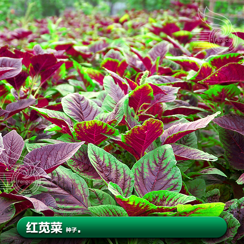 春秋种植速生耐湿耐热红苋菜种子