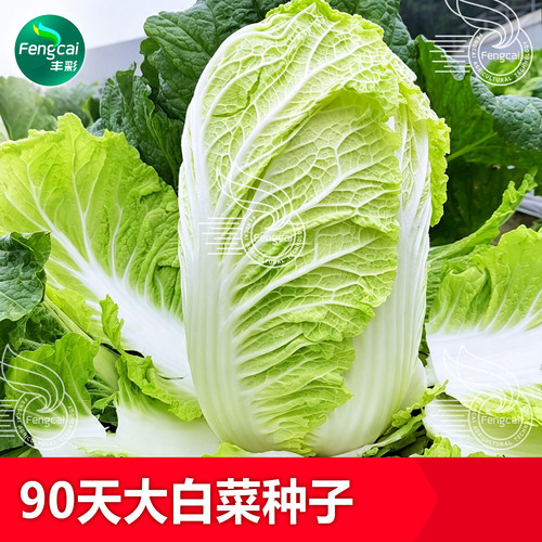 90天黄心大白菜种子高产好吃好卖