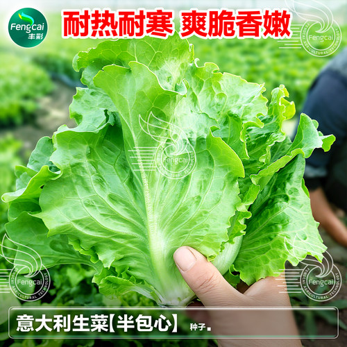 半包心生菜种籽四季阳台蔬菜良种