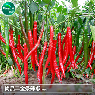 四川二金条红辣椒种籽二荆条海椒种子春季阳台四季蔬菜籽种孑大全