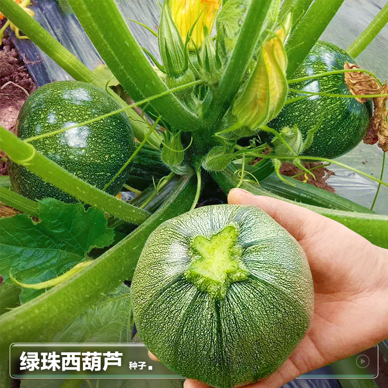 绿珠香蕉西葫芦籽苗种子小南瓜种春季种植四季盆栽蔬菜种籽孑大全