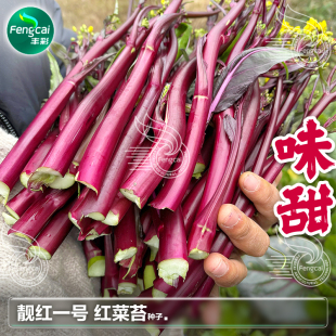 紫红油菜苔种子红菜薹种籽甜菜心秋季播种蔬菜种孑大全红菜苔种籽
