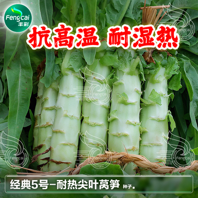 耐热莴笋种籽孑抗高温四川莴笋种