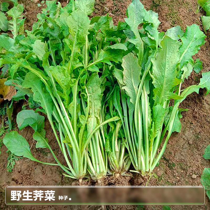 野生荠菜种子适应能力强口感清香