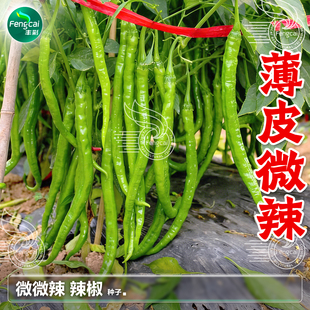 薄皮微辣辣椒种子四川二金条春季播蔬菜种孑干鲜两用微微辣椒种籽