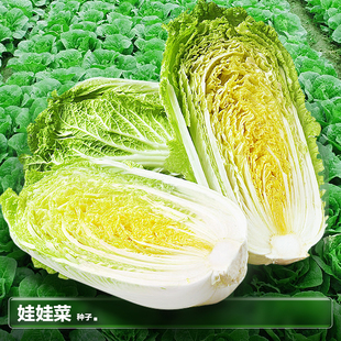 四季娃娃菜种子适合春天秋天秋季阳台种植的白菜蔬菜籽种籽孑大全