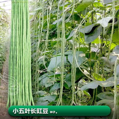 春季翠绿嫩白豆角种子秋季蔬菜种