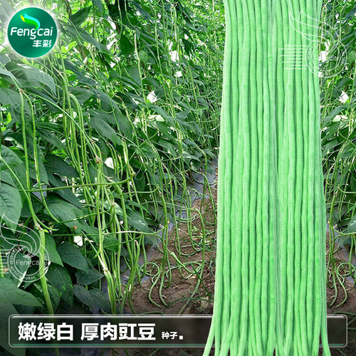 嫩绿白长豆角春秋播种肉厚脆嫩