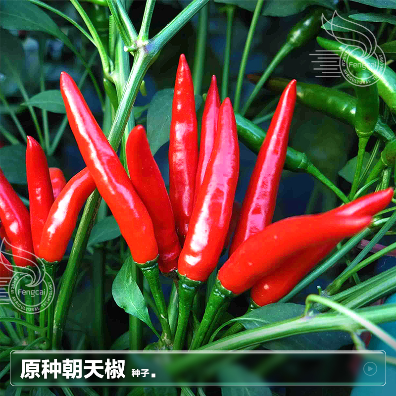 老品种朝天美人辣椒种孑种子苗小米椒四季种 子莱籽阳台盆栽蔬菜