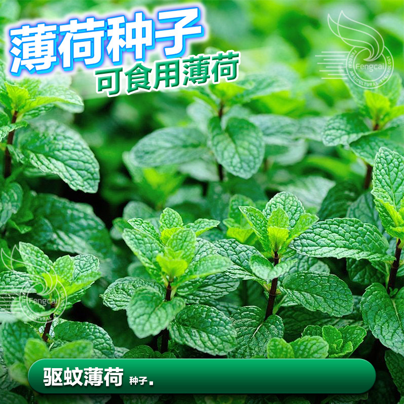 可食用薄荷籽子种子适合夏天四季南方阳台种植的蔬菜籽种籽孑大全