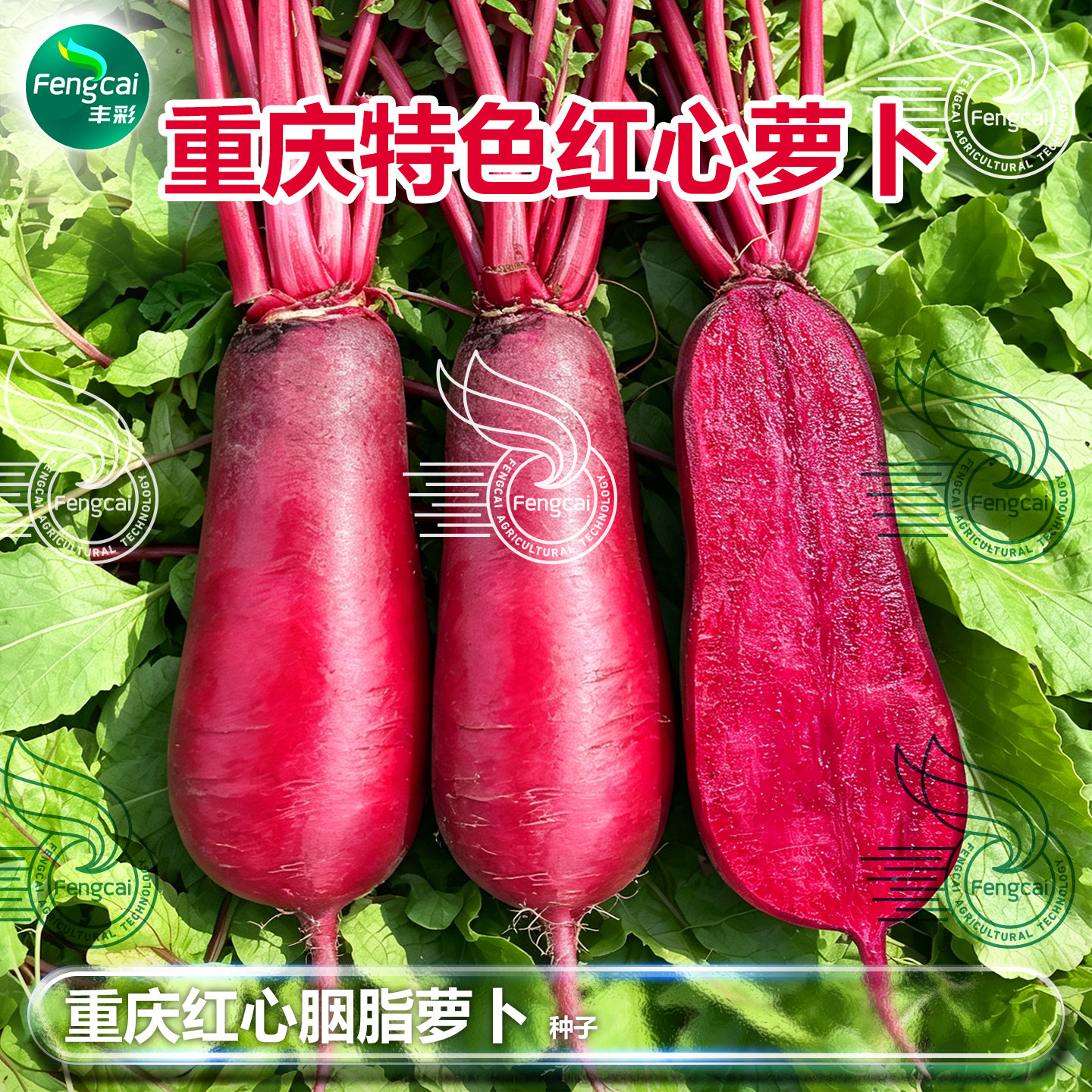 重庆红皮红心红肉萝卜种子种籽四川泡菜胭脂萝卜籽秋季蔬菜籽种孑