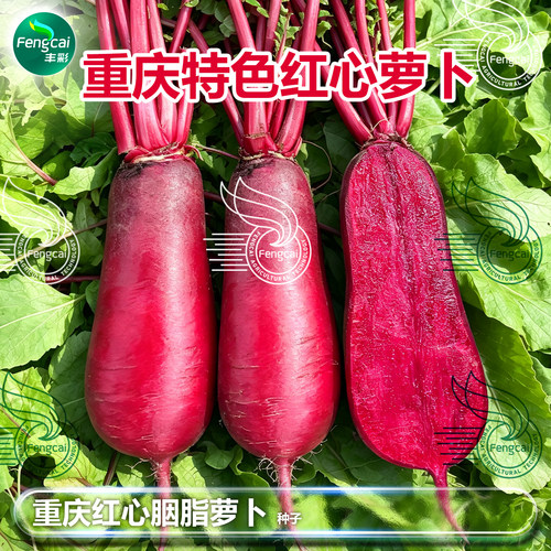 四川胭脂泡菜红心萝卜种红皮红肉