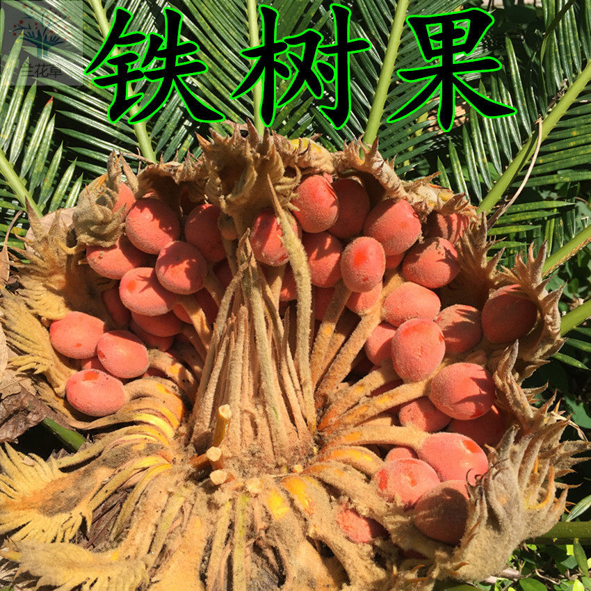 中药材铁树果  铁树籽 凤凰蛋 苏铁果实  250克