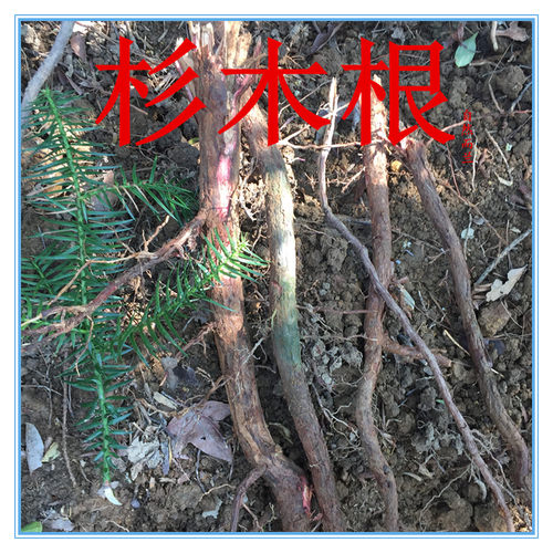 福建杉木根  杉树根 泡杉根 杉树根 中草药晒干500克